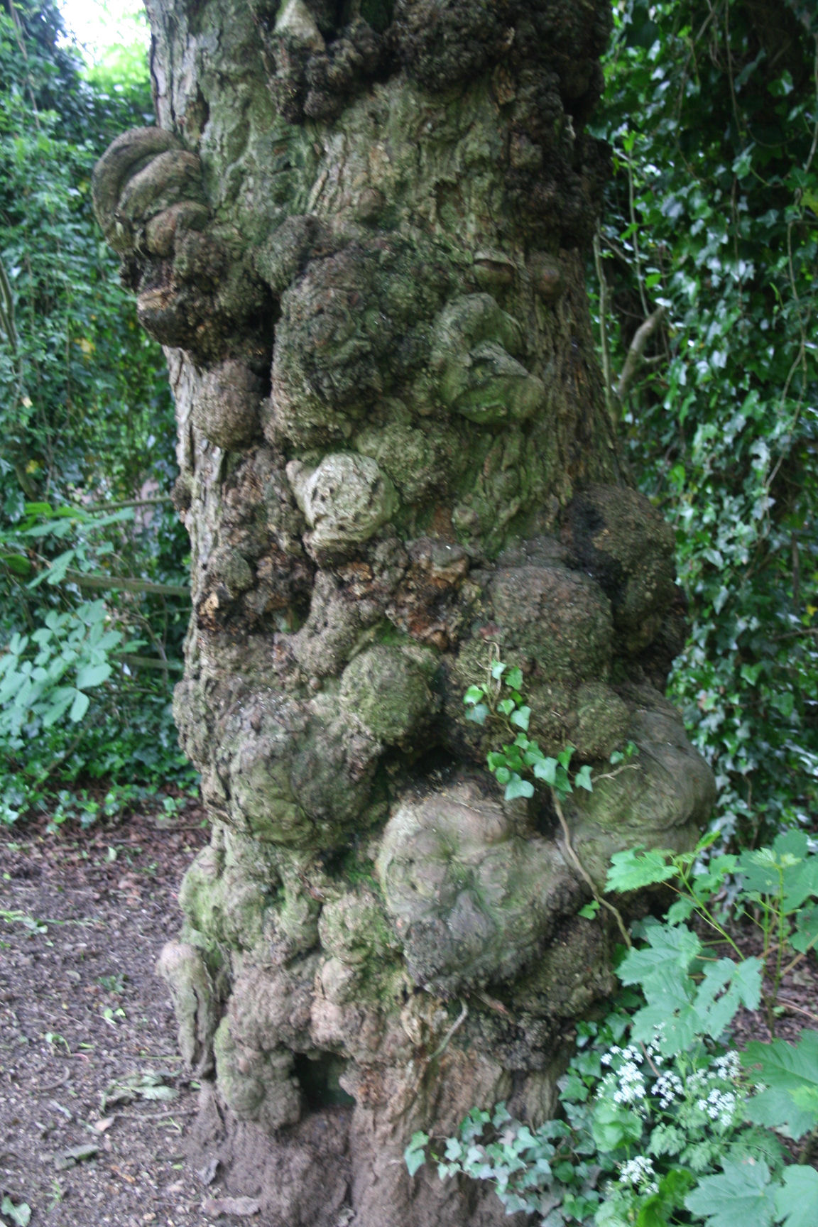tree with warts